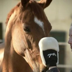 PÉNÉLOPE Pénélope Putzhandschuh Schwarz 7 PÉNÉLOPE Pénélope Putzhandschuh Schwarz -Pferdebedarf Verkauf agradi 44990821 3.7f9e7c