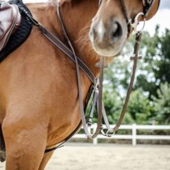 Stübben Martingal Mit Gummizug Ebony Braun/Ebony Braun Vollblut 7 Stübben Martingal Mit Gummizug Ebony Braun/Ebony Braun Vollblut -Pferdebedarf Verkauf borsttuig stubben fu2a7544web.1ff76a