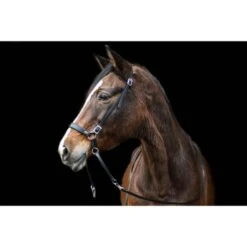 F.R.A. Gebisslose Trense Janosch Braun -Pferdebedarf Verkauf fra janosch black 2.ca6f52