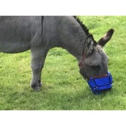 Agradi Gras Maulkorb Zephyr Short Vollblut -Pferdebedarf Verkauf hofman mini donkey zephyr 768x576.e9b64b
