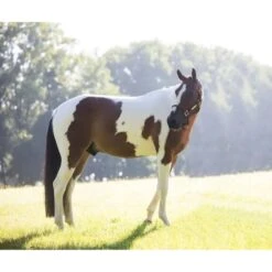 Kentucky Horsewear Kentucky Relax Horse Toy Alvin -Pferdebedarf Verkauf kentucky 65835cba12896 8444963edeeb608bfeb96cbe5df0ac613d4d9898 82155 25 100.7e5b7b