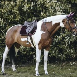 Kentucky Horsewear Kentucky Springsatteldecke Corduroy Schwarz Warmblut -Pferdebedarf Verkauf kentucky spring zadeldekje corduroy bordeaux 2.f41e04