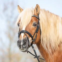 Kieffer Trense Ultrasoft Haflinger Braun/Braun Haflinger -Pferdebedarf Verkauf kieffer 3147 kieffer ultrasoft haflinger black horse 1.2d2caf