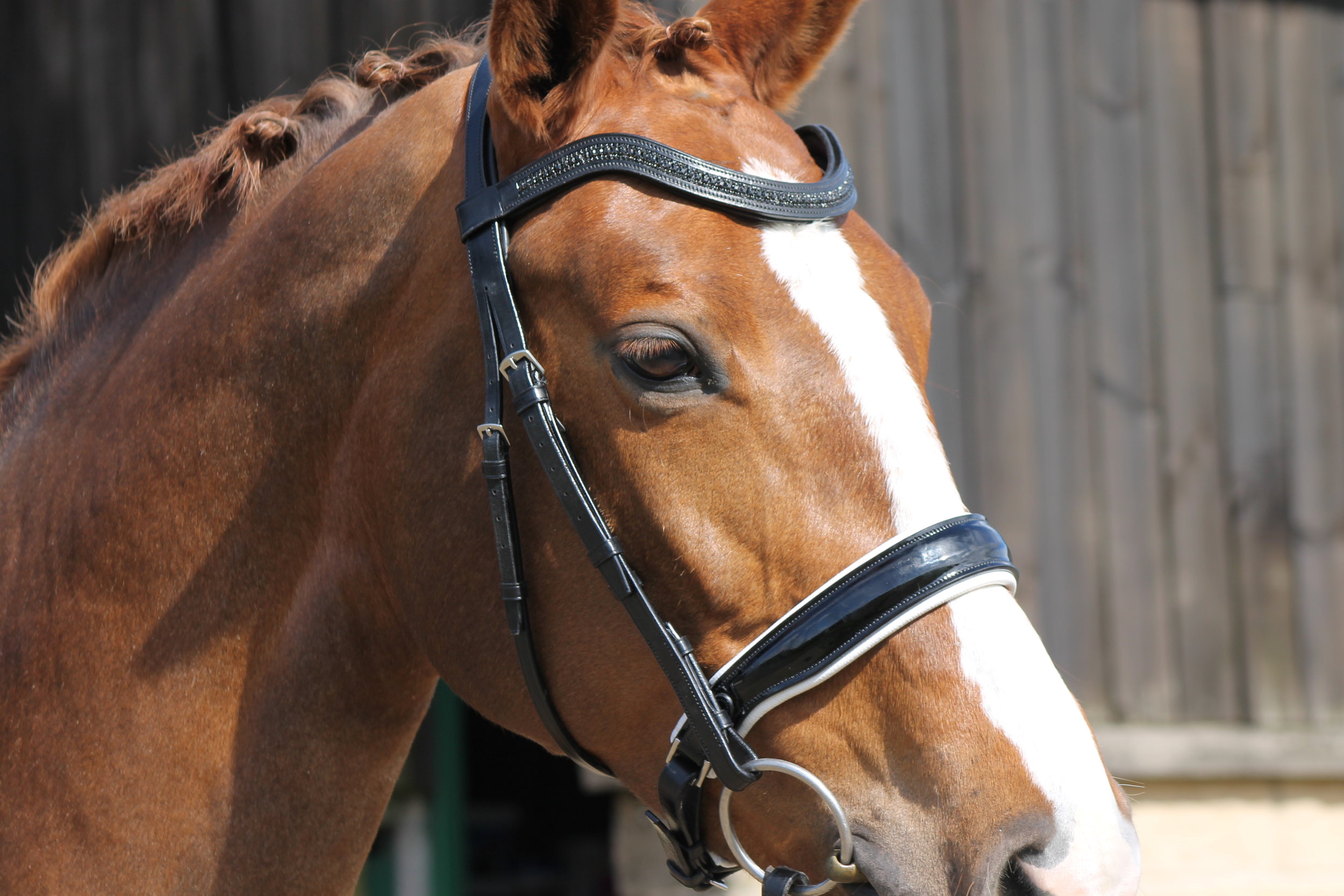 Pferdebedarf Verkauf -Pferdebedarf Verkauf IMG 7803